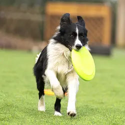 Durable Chew Tennis Ball Toy