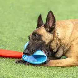 Durable Chew Tennis Ball Toy